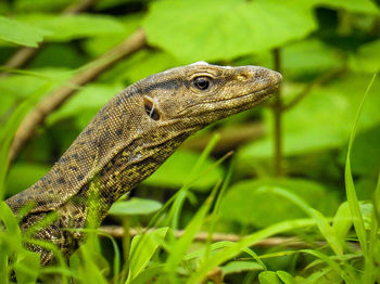 Close-up of lizard