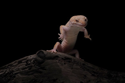 Close-up of lizard on wood against black background