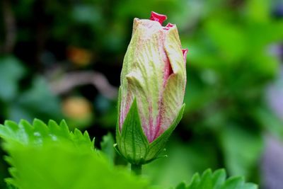 Close-up of flower against blurred background