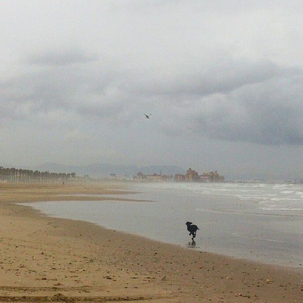 water, beach, sea, shore, sky, tranquil scene, tranquility, scenics, silhouette, beauty in nature, sand, one animal, nature, bird, horizon over water, animal themes, leisure activity, lifestyles