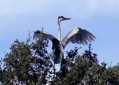 Low angle view of birds in flight