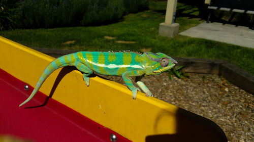 Panther chameleon outdoors in the sun