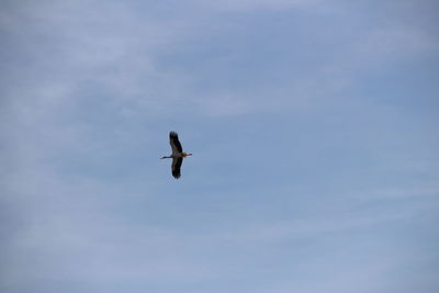 Low angle view of helicopter in sky