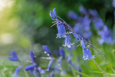 Close-up of wet purple flowering plant