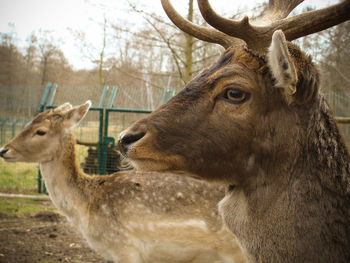 Close-up of deer