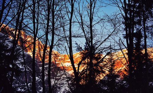 Low angle view of bare trees against sky