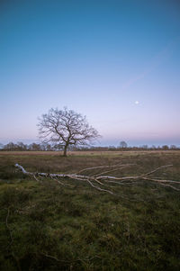 Bare tree on field against clear sky