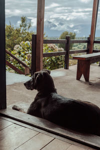 Dog sitting on wood against sky