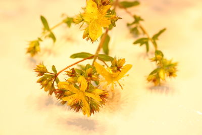 Close-up of leaves