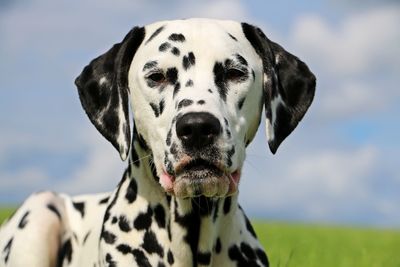 Close-up portrait of dog against sky