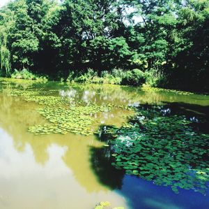 Scenic view of lake in forest