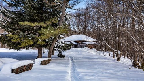 Trees on snow covered landscape