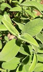 Close-up of leaves