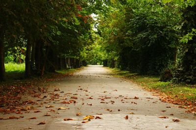 Dirt road amidst trees in forest during autumn