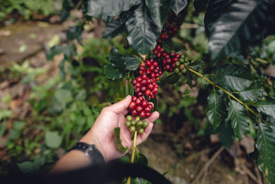 fruit