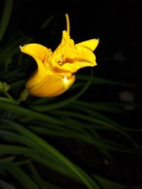 Close-up of yellow day lily