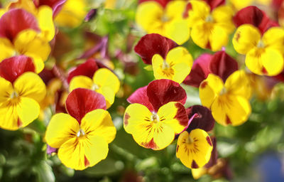 Close-up of yellow flowering plants