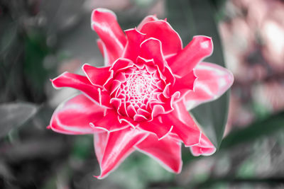 Close-up of pink rose