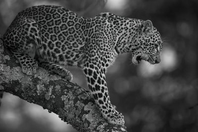 Mono leopard licks lips standing on branch