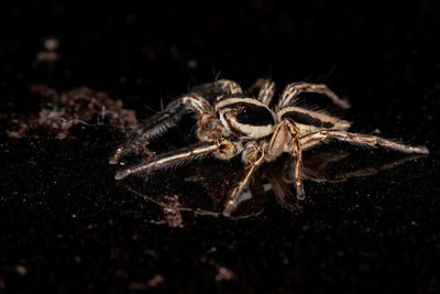 Close-up of spider