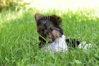 High angle view of puppy on grass field