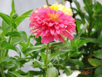 Close-up of pink flowering plant