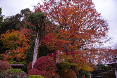 Low angle view of tree in park during autumn