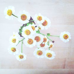 Close-up of white flowers