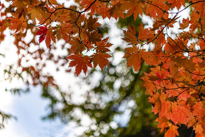 Low angle view of maple leaves on tree