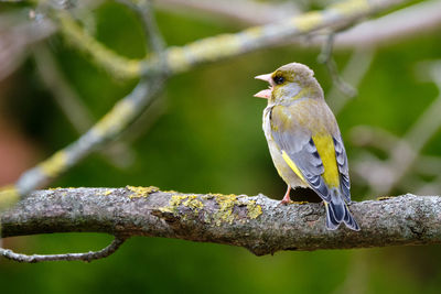 Close-up of bird perching on branch