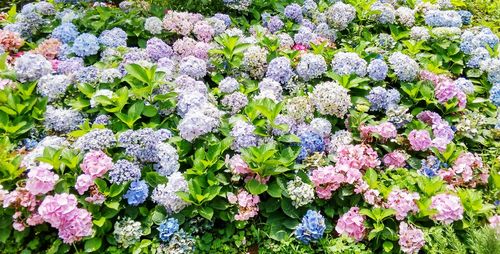 Full frame shot of plants