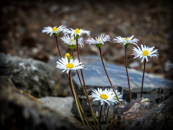 Close-up of white flowers blooming outdoors