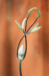 Close-up of orange flower