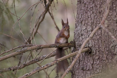 Squirrel sitting on tree trunk