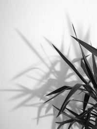 Close-up of plant against white background