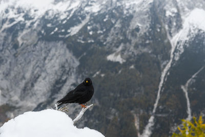 Black bird, an alpine chough perching on branch in mountains