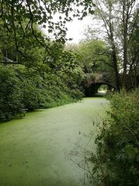 Scenic view of forest against sky