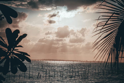 Silhouette plants by sea against sky during sunset