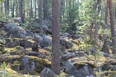 Scenic view of forest