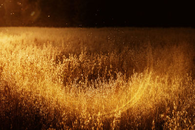 An oat field in the setting sun. 
