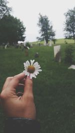 Cropped image of hand holding flower