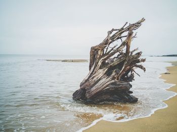 Close-up of driftwood on beach against sky