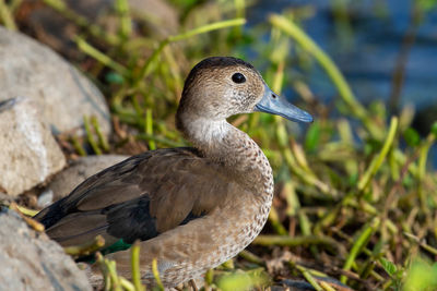 Close-up of bird perching on rock