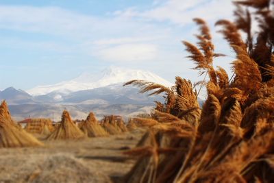 Close-up of crops on field against sky