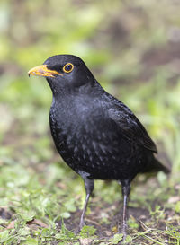 Close-up of bird perching on a field