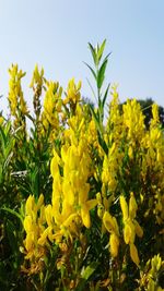 Close-up of yellow flowers growing in field