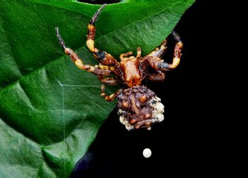 Close-up of insect on leaf over black background