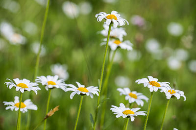 Close-up of white daisy flowers on field