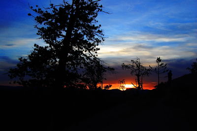 Silhouette of trees at sunset