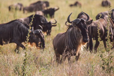 Gnu antelope standing on field